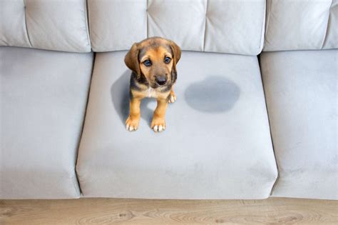 My Dog Peed On Couch Cushions! How To Clean Your ...
